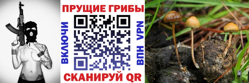 Галлюциногенные грибы MAGIC MUSHROOMS  купить наркотики цена  Болхов 